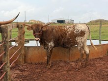 J7 LITTLE TEXANNA 🇧🇷