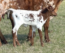 20 Gauge x Added Value Bull Calf