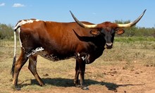 BCR Tari's Twenty 239