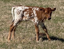 20 Gauge x Cinn Mist Bull Calf
