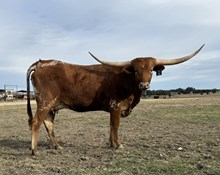 1 BUX 4 20G X RIO SUGAR