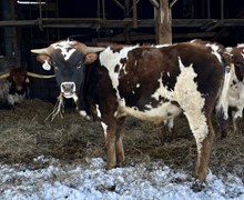 20’Gauge x Hot Rod 