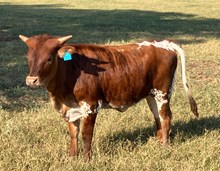 #35 #G1 20G X CRACKLING ROSE