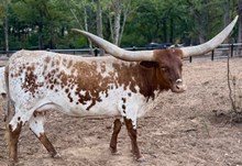 BL MATTIE 080