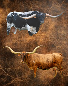 EMBRYO HEIFER SEXED (2)