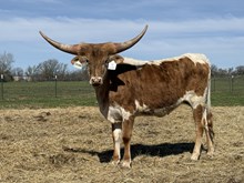 Crowns Roman Palatine