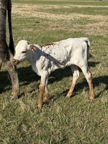 Gold Dust x Alexis Heifer Calf