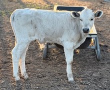 J & T's Sterling Stone