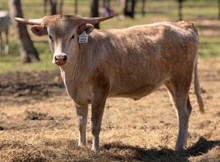 J & T's Summer Sunshine