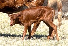 Roman Crown x Miss Tuff Heifer Calf
