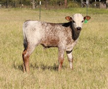 20 Gauge x Miss Christmas Bull Calf