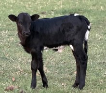 J & T's Penelope Le Pew