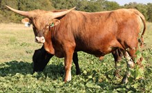 Roman Crown x Reba Bull Calf