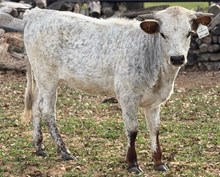 J & T's Star Shooter