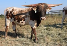 Crowns Texas Special