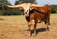 HBR Winnie the Moo
