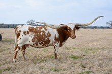 Embryo Tempting Shiro x Hubbell's 20 g