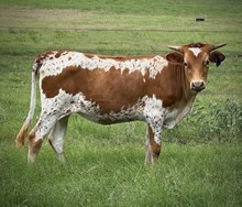 BCR Dani True Heart 453